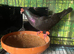 Male English barb pigeon