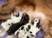 STUNNING SHOW COCKER SPANIEL PUPPIES