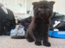 Scottish fold mix