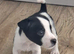 Jack Russell Puppies for sale