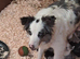 Blue and Tri Blue Merle