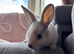Female Baby Lionhead Bunny