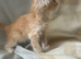 Stunning ginger/cream kittens