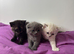 Scottish fold