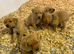 Beautifully bred Labrador puppies