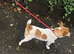 Stunning female jack Russell