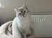 Gorgeous BSH Female READY THIS WEEKEND