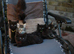 Fluffy Adorable Kittens