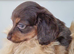 Long haired Mini Dachshund