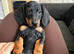 10 week old pup