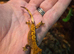 2 crested geckos