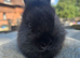 Netherland x Mini Lion Lop