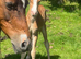 Stunning little section B colt foal