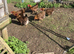 Welsummer hatching eggs &pound;3 each