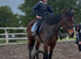 17.2hh draft mare , weight carrying ,novice ride