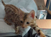 Urgent rehome