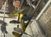 BEAUTIFUL BUDGIES FOR SALE