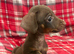 MINIATURE DACHSHUND PUPPIES