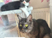 Reduced-Mainecoon cross ready now