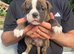 Beautiful Old English Bulldogge f2 puppies