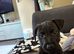Patterdale dog
