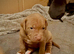 Staffy puppies