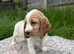 Stunning Show Type Cocker spaniel pups