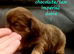 Special quality dobie Imperial shih tzu's