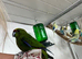 2 Kakarikis