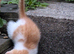 Kitten for sale