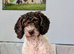 Spanish Water Dog KC register
