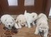 Chow chow
