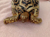 Male leopard tortiose