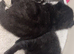 3 beautiful little kittens