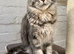 TICA full pedigree Maine coon Girls