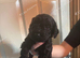 Cavapoo/cockapoo puppies
