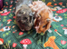 Two bonded boars