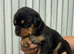 Rottweiler puppies