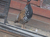 black francolin teetar