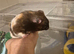 Female hamster