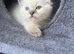 Ragdoll kittens
