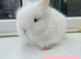 Beautiful purebred DM lion head baby bunnies