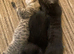 Kittens for sale , 2 boys 2 girls