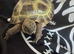 Beautiful horse field tortoise for sale and enclosure