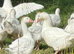 Emden Free Range Hatching Goose / Geese Eggs  SOLD Back next Year