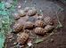 Baby Hermann's Tortoise's for sale.
