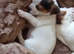 The most beautiful jack Russell x chihuahua