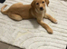 Labrador