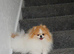 Two lovely Pomeranians for sale must be rehomed together