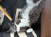 Ragdoll mink kittens due this week